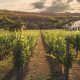 Viñedos de uva Garnacha, característica de la región de Navarra, España